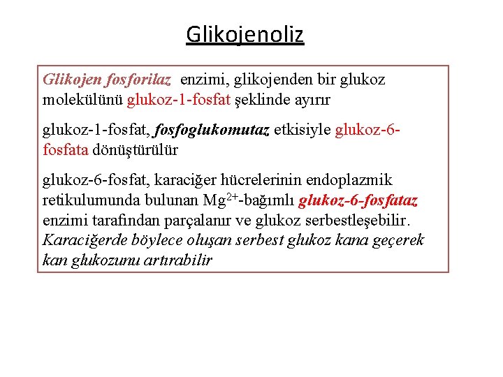 Glikojenoliz Glikojen fosforilaz enzimi, glikojenden bir glukoz molekülünü glukoz-1 -fosfat şeklinde ayırır glukoz-1 -fosfat,