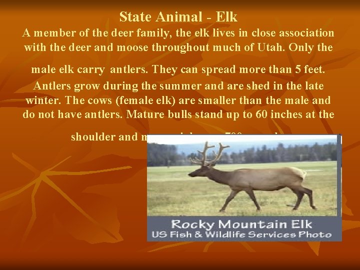 State Animal - Elk A member of the deer family, the elk lives in