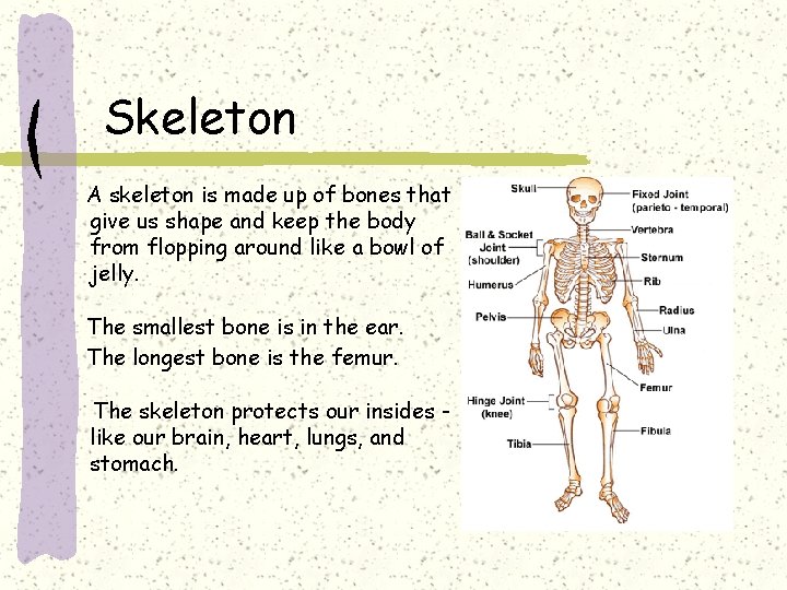 Skeleton A skeleton is made up of bones that give us shape and keep