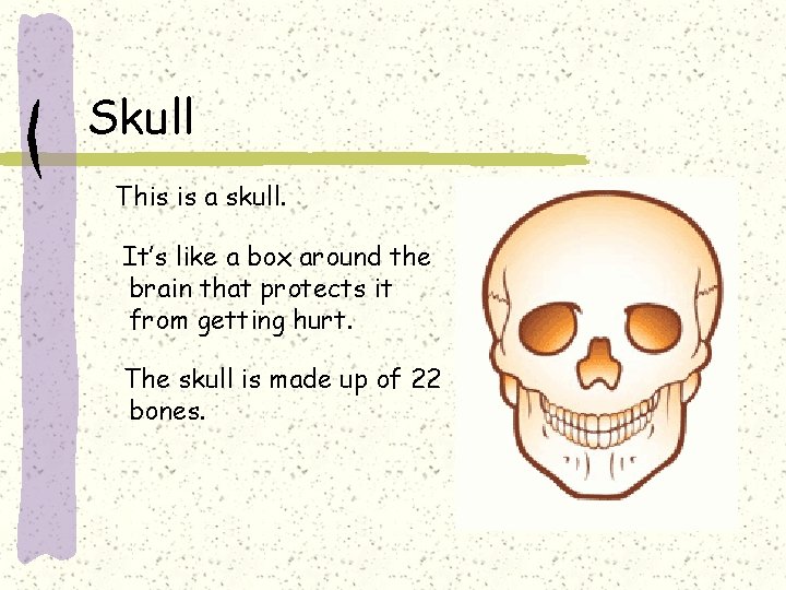 Skull This is a skull. It’s like a box around the brain that protects