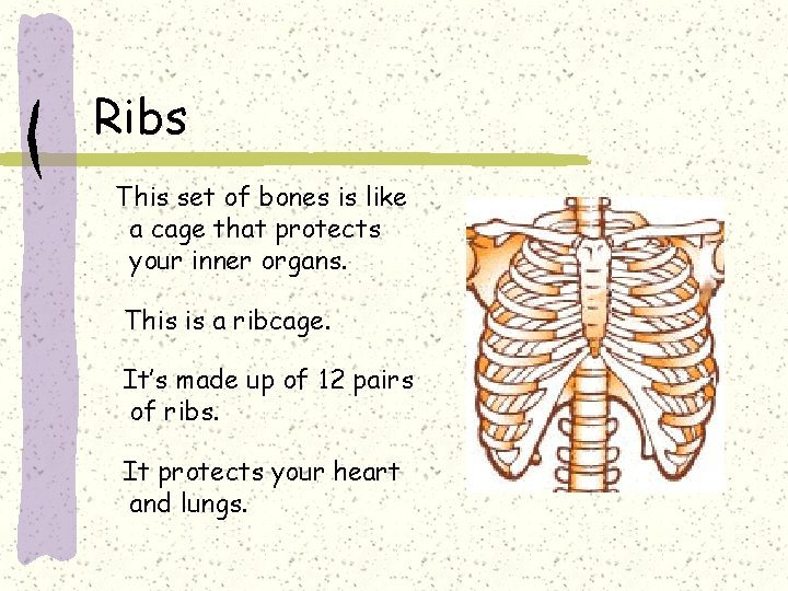 Ribs This set of bones is like a cage that protects your inner organs.