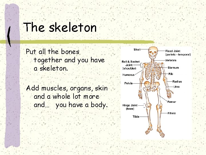 The skeleton Put all the bones together and you have a skeleton. Add muscles,