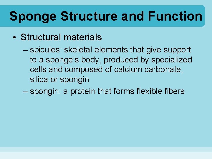 Sponge Structure and Function • Structural materials – spicules: skeletal elements that give support