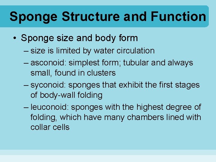 Sponge Structure and Function • Sponge size and body form – size is limited