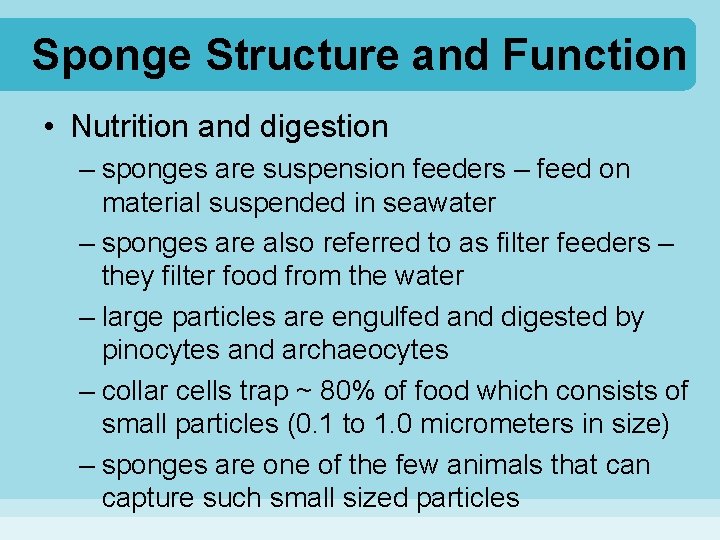 Sponge Structure and Function • Nutrition and digestion – sponges are suspension feeders –