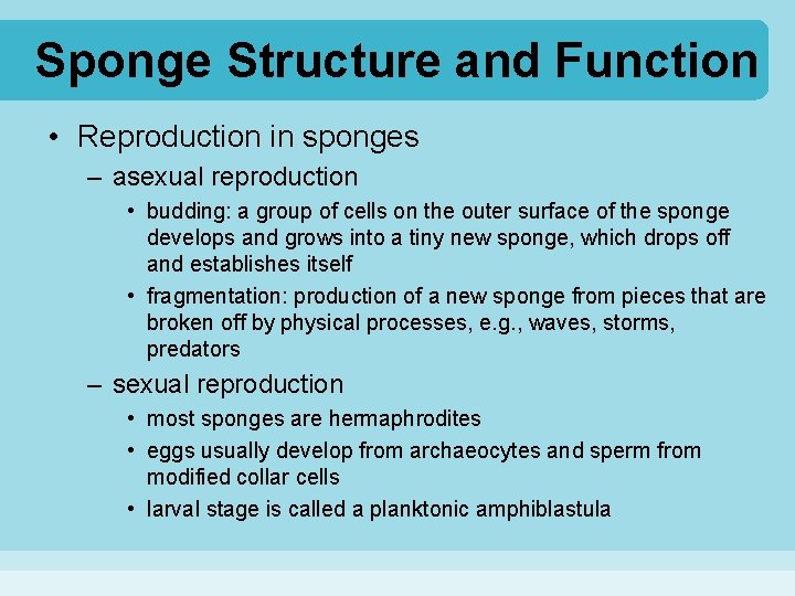 Sponge Structure and Function • Reproduction in sponges – asexual reproduction • budding: a
