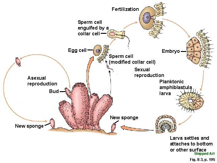 Fertilization Sperm cell engulfed by a collar cell Egg cell Sperm cell (modified collar