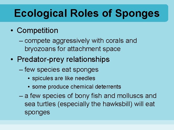 Ecological Roles of Sponges • Competition – compete aggressively with corals and bryozoans for
