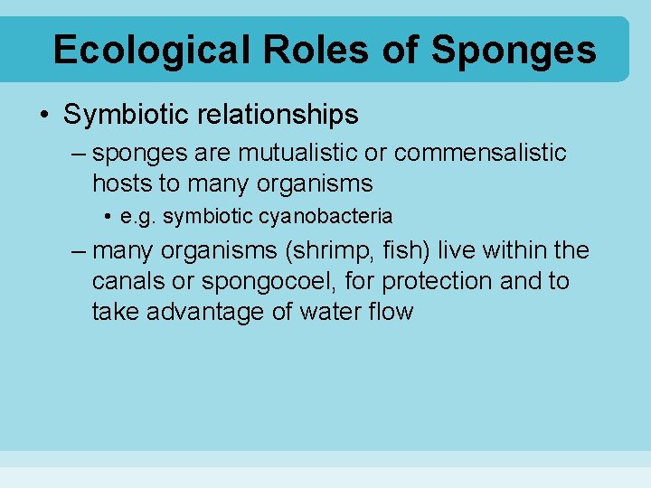 Ecological Roles of Sponges • Symbiotic relationships – sponges are mutualistic or commensalistic hosts