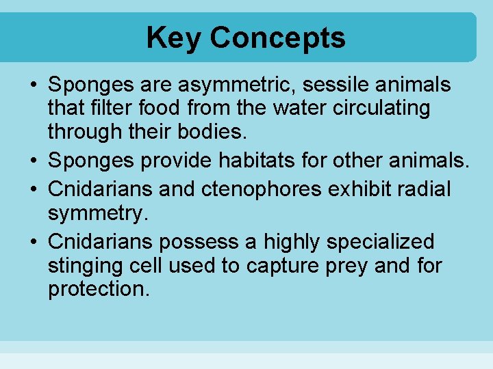 Key Concepts • Sponges are asymmetric, sessile animals that filter food from the water