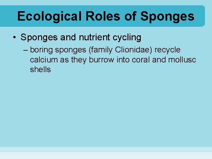 Ecological Roles of Sponges • Sponges and nutrient cycling – boring sponges (family Clionidae)