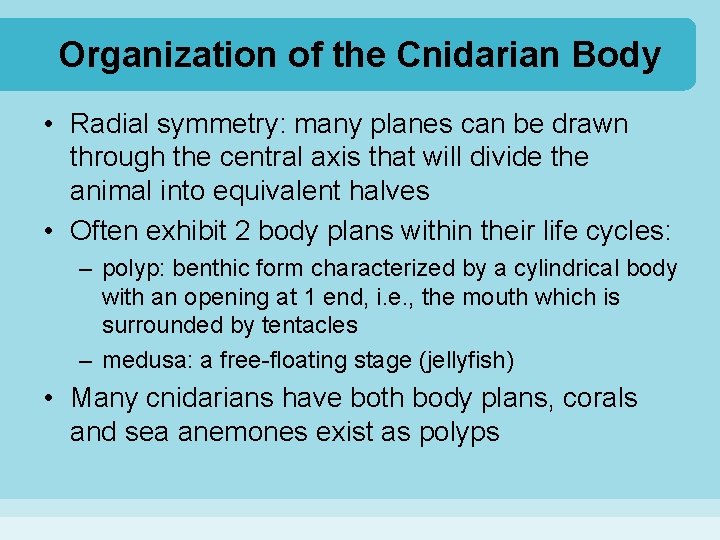 Organization of the Cnidarian Body • Radial symmetry: many planes can be drawn through