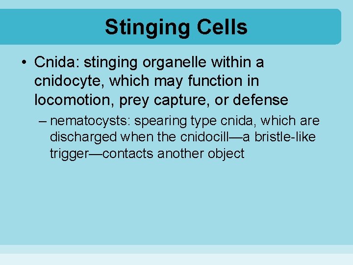 Stinging Cells • Cnida: stinging organelle within a cnidocyte, which may function in locomotion,