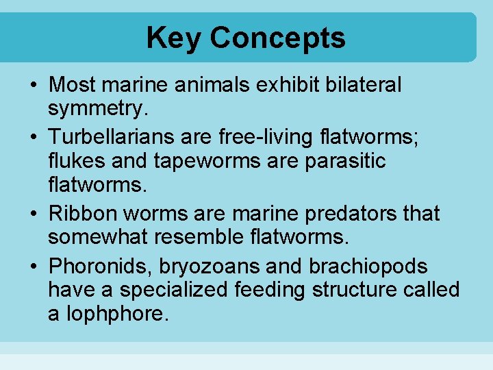 Key Concepts • Most marine animals exhibit bilateral symmetry. • Turbellarians are free-living flatworms;