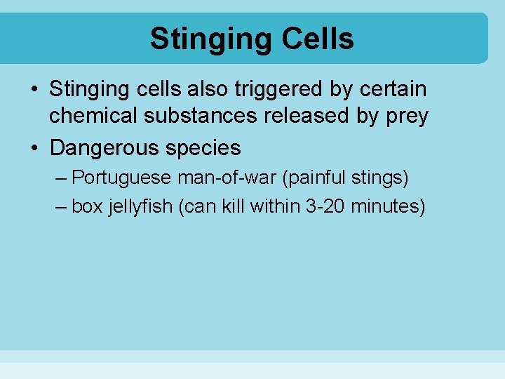 Stinging Cells • Stinging cells also triggered by certain chemical substances released by prey