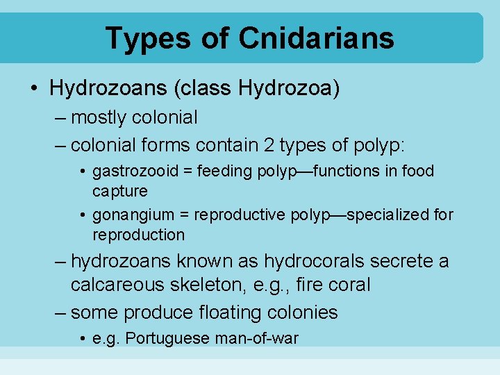 Types of Cnidarians • Hydrozoans (class Hydrozoa) – mostly colonial – colonial forms contain
