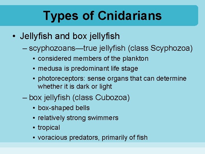 Types of Cnidarians • Jellyfish and box jellyfish – scyphozoans—true jellyfish (class Scyphozoa) •