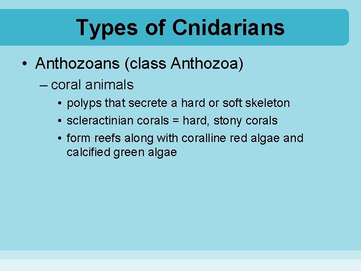 Types of Cnidarians • Anthozoans (class Anthozoa) – coral animals • polyps that secrete