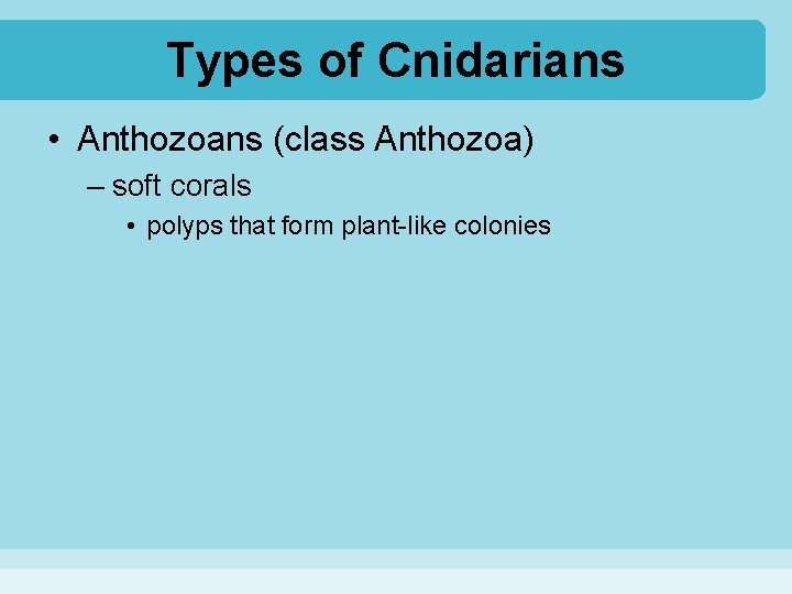 Types of Cnidarians • Anthozoans (class Anthozoa) – soft corals • polyps that form