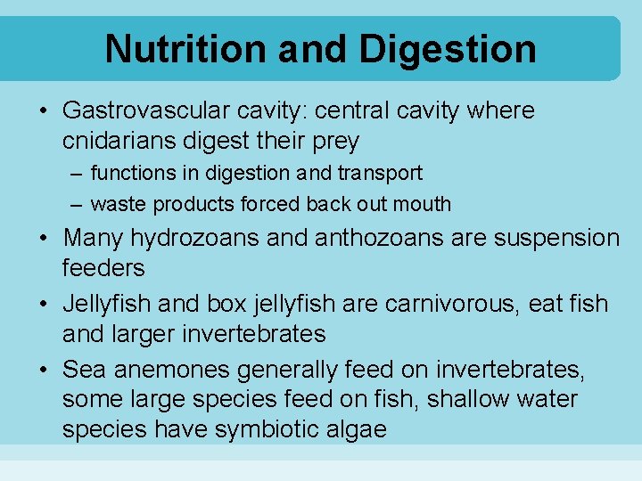 Nutrition and Digestion • Gastrovascular cavity: central cavity where cnidarians digest their prey –