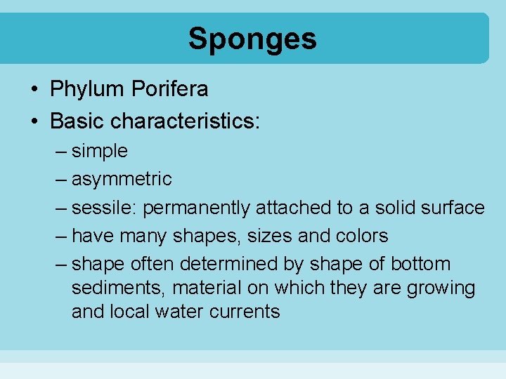 Sponges • Phylum Porifera • Basic characteristics: – simple – asymmetric – sessile: permanently