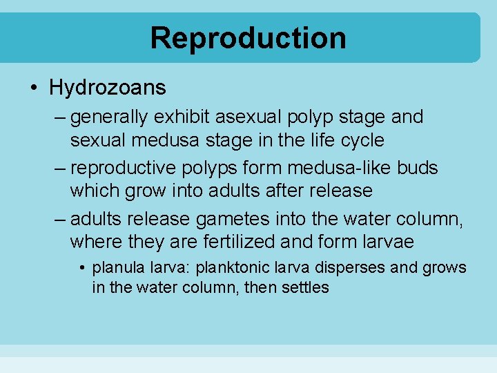 Reproduction • Hydrozoans – generally exhibit asexual polyp stage and sexual medusa stage in