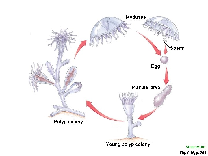 Medusae Sperm Egg Planula larva Polyp colony Young polyp colony Stepped Art Fig. 8