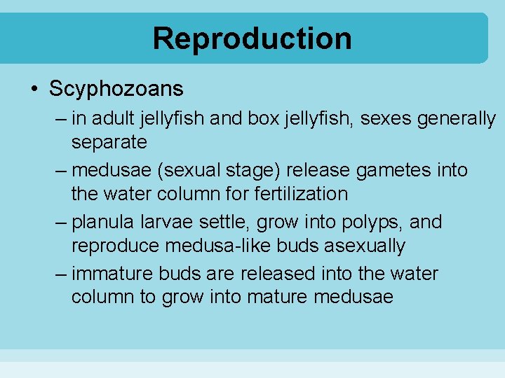 Reproduction • Scyphozoans – in adult jellyfish and box jellyfish, sexes generally separate –