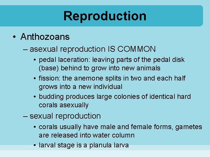 Reproduction • Anthozoans – asexual reproduction IS COMMON • pedal laceration: leaving parts of