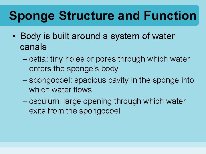 Sponge Structure and Function • Body is built around a system of water canals