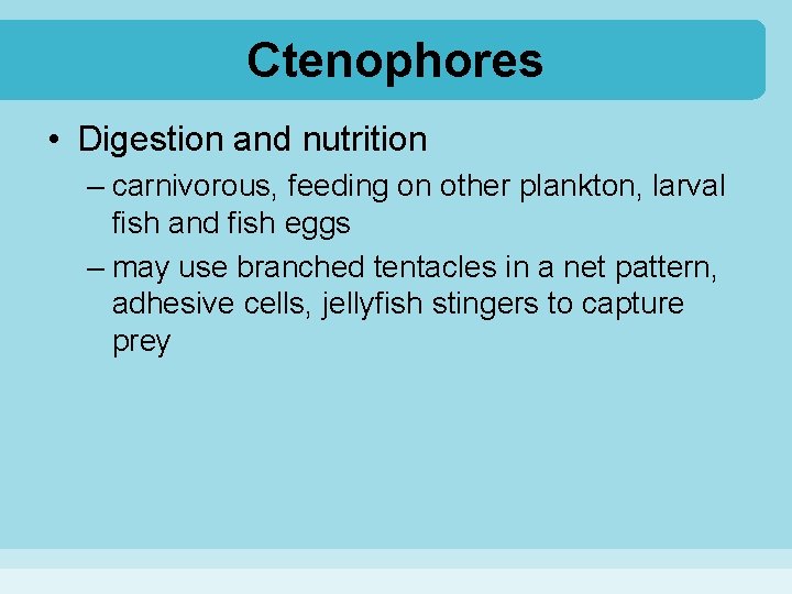 Ctenophores • Digestion and nutrition – carnivorous, feeding on other plankton, larval fish and