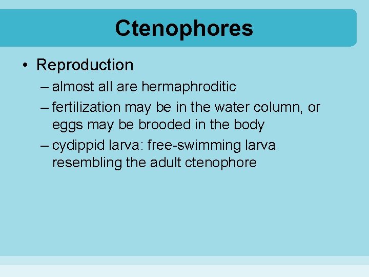 Ctenophores • Reproduction – almost all are hermaphroditic – fertilization may be in the
