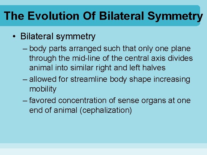 The Evolution Of Bilateral Symmetry • Bilateral symmetry – body parts arranged such that