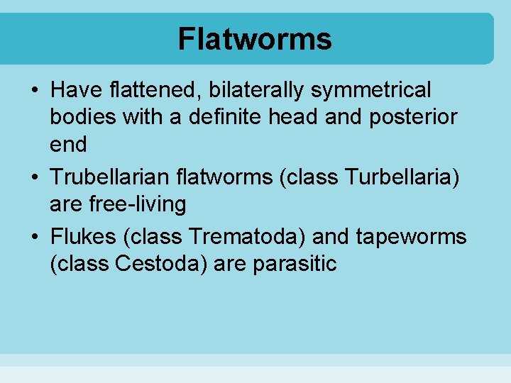 Flatworms • Have flattened, bilaterally symmetrical bodies with a definite head and posterior end