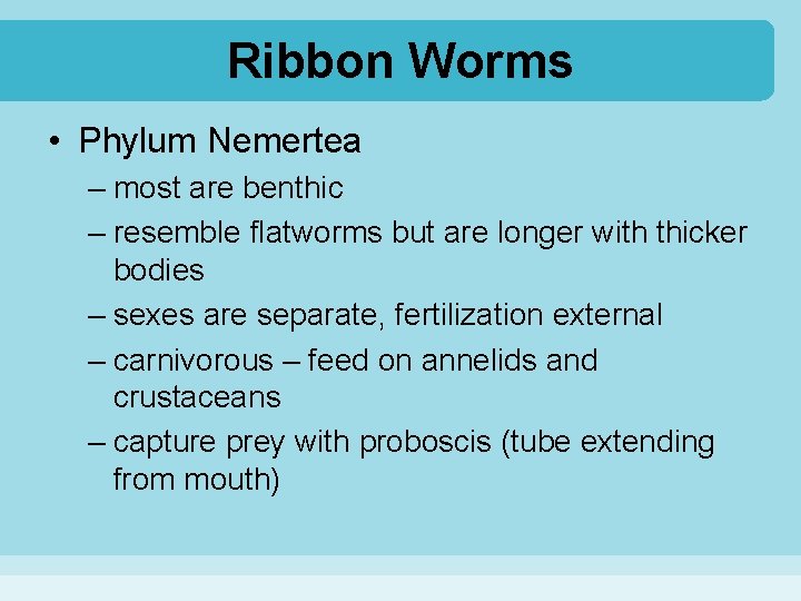 Ribbon Worms • Phylum Nemertea – most are benthic – resemble flatworms but are