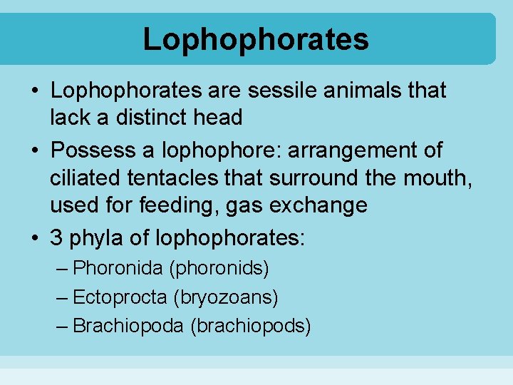 Lophophorates • Lophophorates are sessile animals that lack a distinct head • Possess a