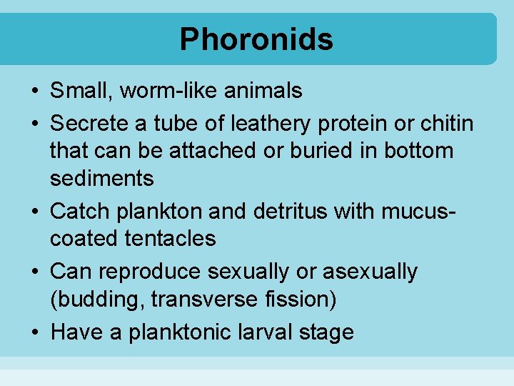 Phoronids • Small, worm-like animals • Secrete a tube of leathery protein or chitin