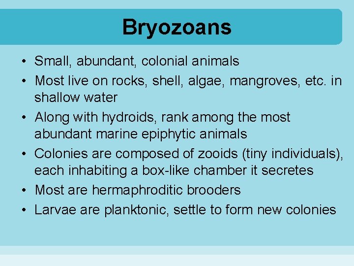 Bryozoans • Small, abundant, colonial animals • Most live on rocks, shell, algae, mangroves,