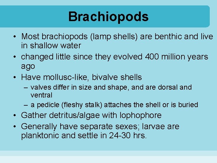 Brachiopods • Most brachiopods (lamp shells) are benthic and live in shallow water •