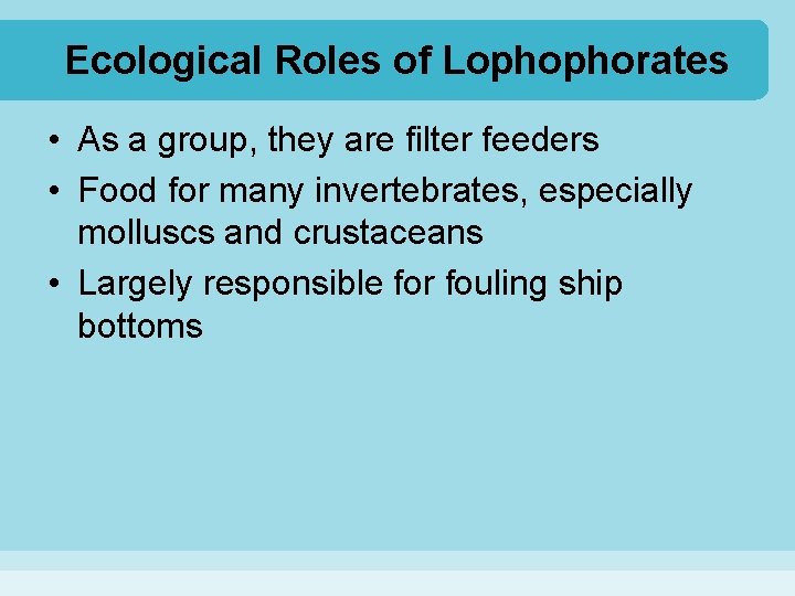 Ecological Roles of Lophophorates • As a group, they are filter feeders • Food