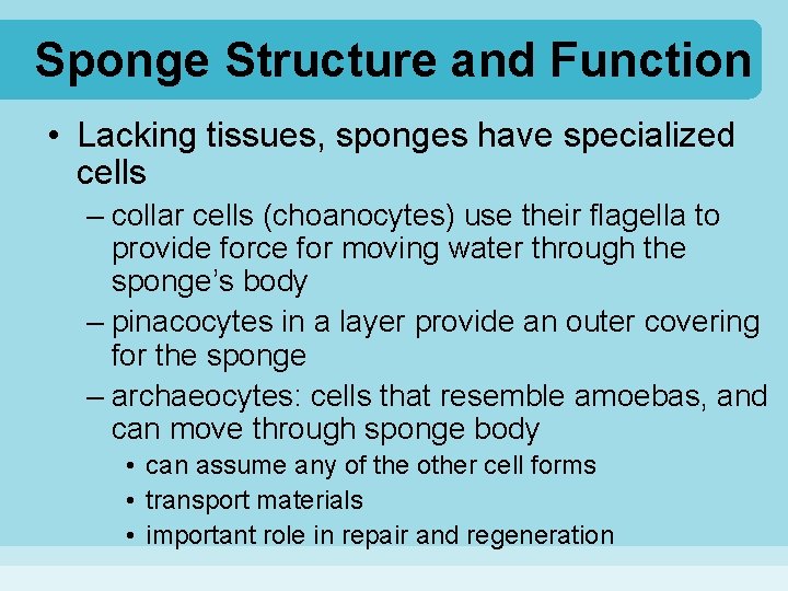 Sponge Structure and Function • Lacking tissues, sponges have specialized cells – collar cells