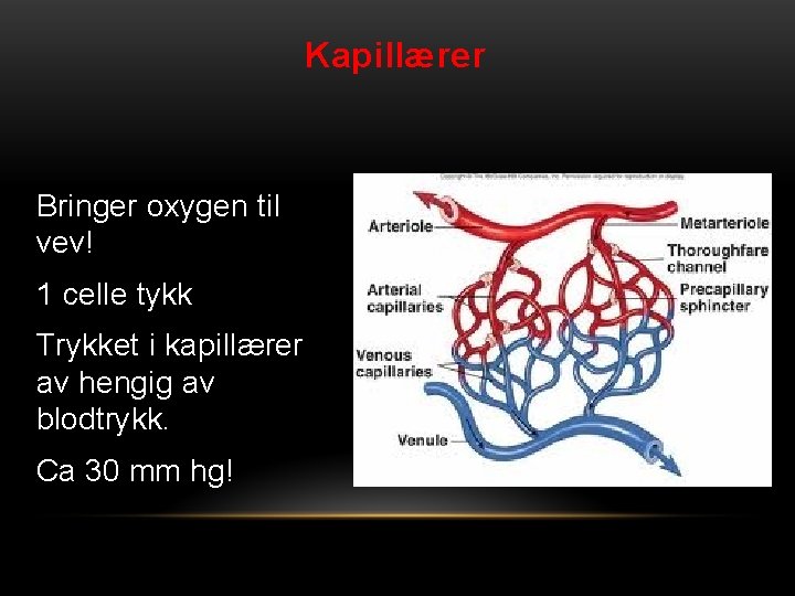 Kapillærer Bringer oxygen til vev! 1 celle tykk Trykket i kapillærer av hengig av