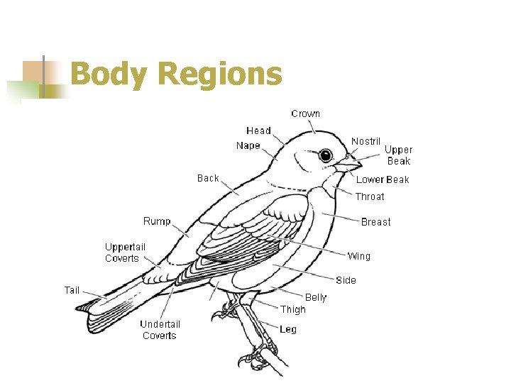 Body Regions 