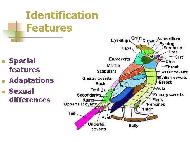 Identification Features n n n Special features Adaptations Sexual differences 