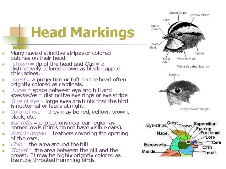 Head Markings n n n n n Many have distinctive stripes or colored patches