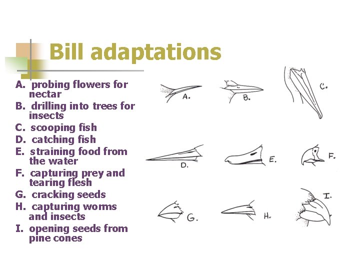 Bill adaptations A. probing flowers for nectar B. drilling into trees for insects C.