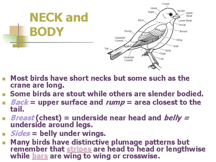 NECK and BODY n n n Most birds have short necks but some such