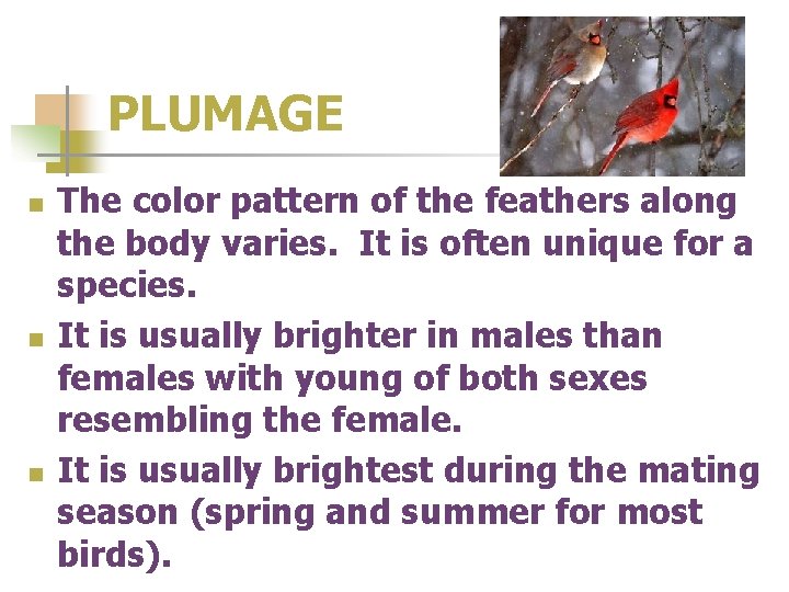 PLUMAGE n n n The color pattern of the feathers along the body varies.