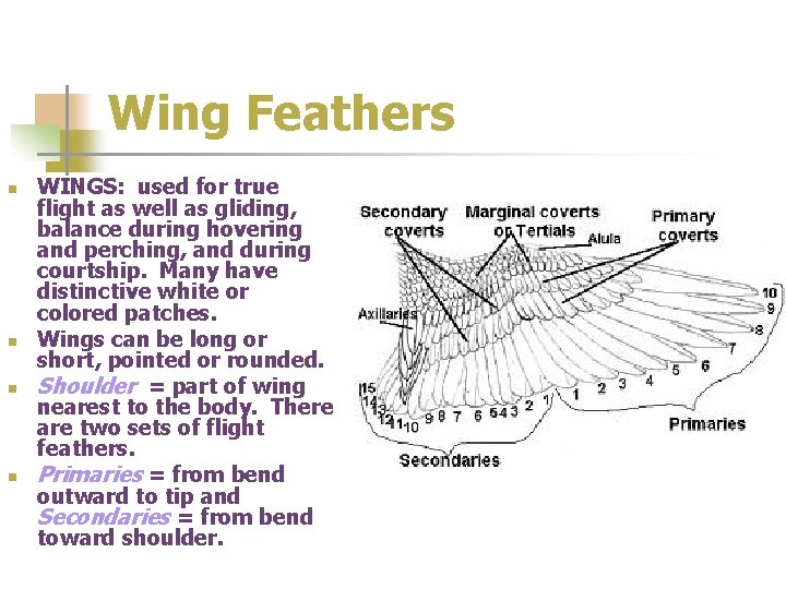 Wing Feathers n n WINGS: used for true flight as well as gliding, balance