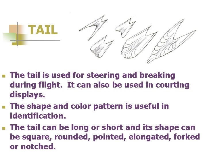TAIL n n n The tail is used for steering and breaking during flight.